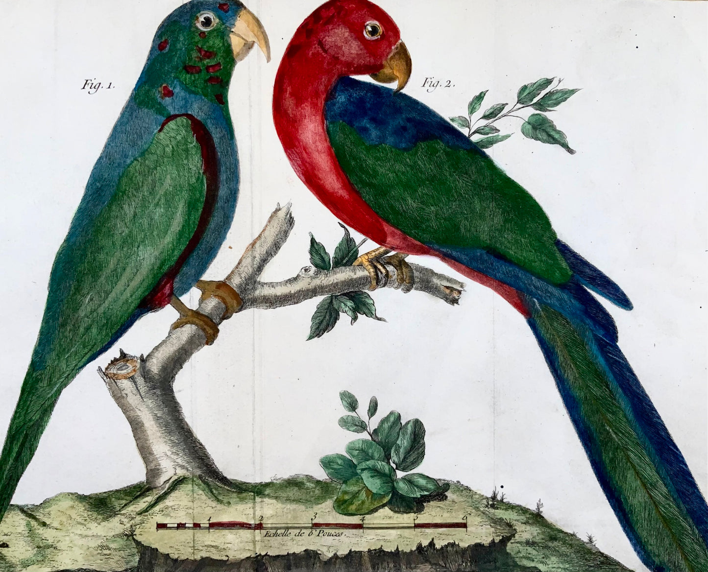 1760 p. Nic. Martinet (1725-1804) - Pappagalli della Guyana - Incisione su rame - Ornitologia