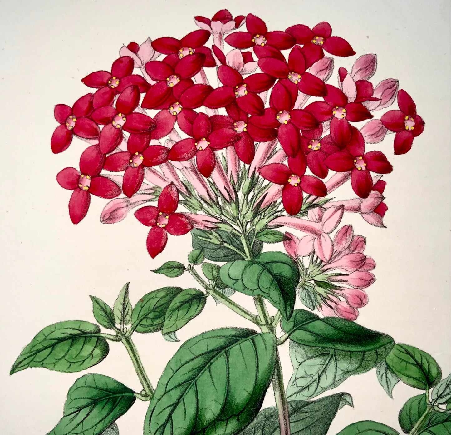 1856 Bouvardia, James Andrews, exquisite hand colour, botany