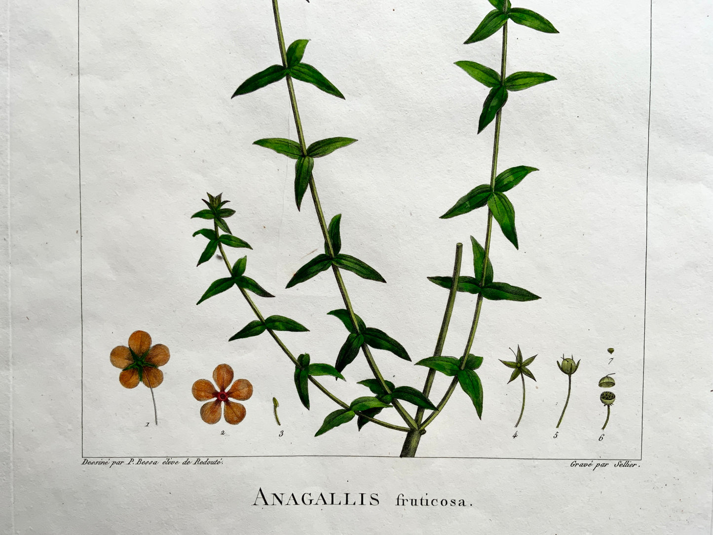 1803 Sellier after Bessa and Redoute - Pimpernel -  51 x 34 cm - Hand coloured - Botany