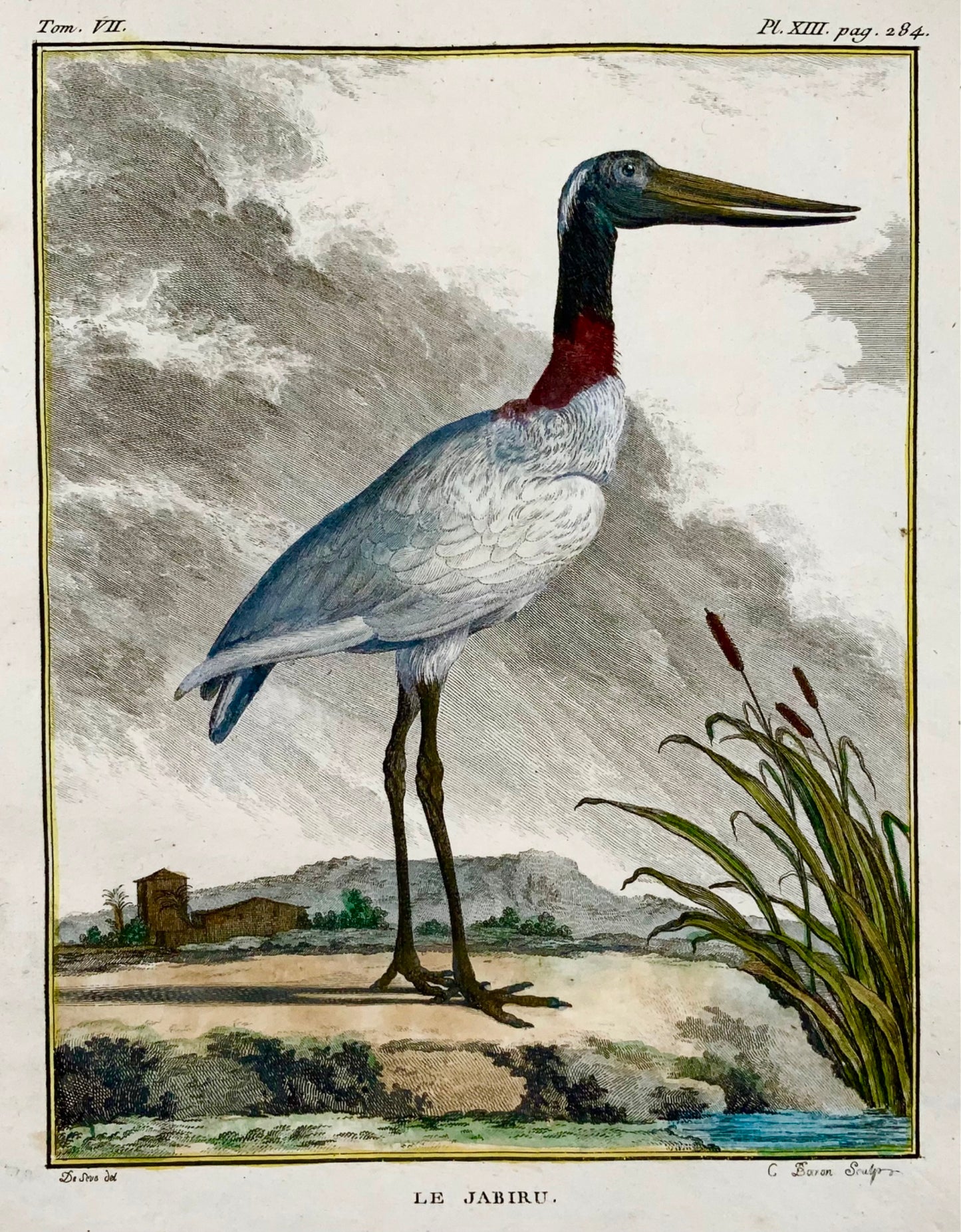 1779 de Seve - Uccello JABIRU - Ornitologia - 4to Grande incisione Edn