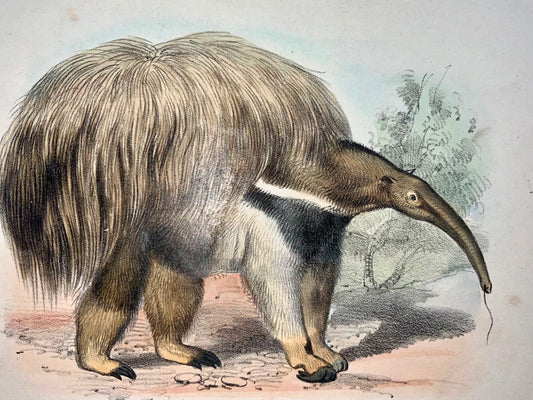 1864 Anteater, Sloth, quarto hand colored stone lithograph, mammals