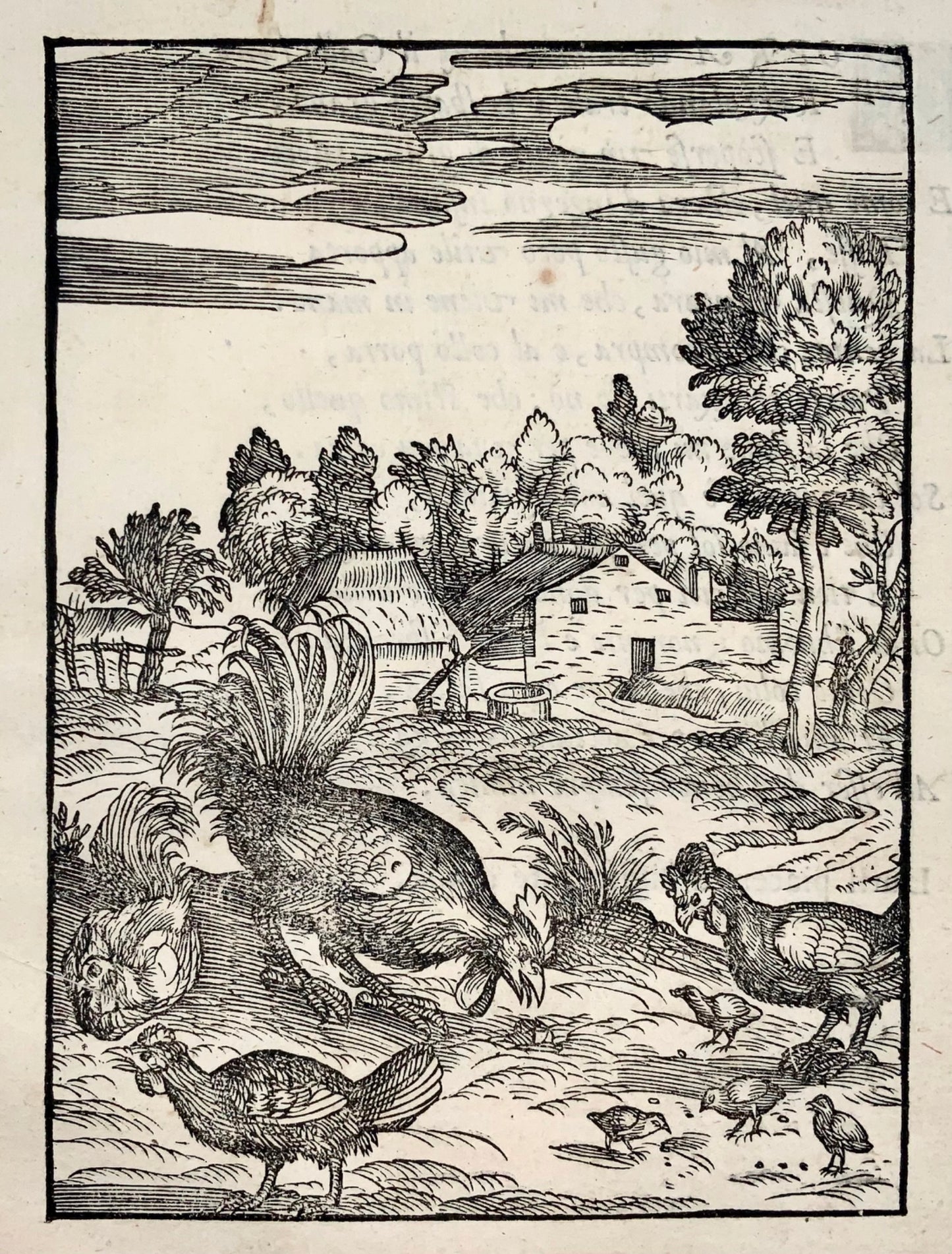 1570 Giovanni Maria Verdizzotti (1525-1600) - woodcut leaf - Poultry Gallo - Ornithology