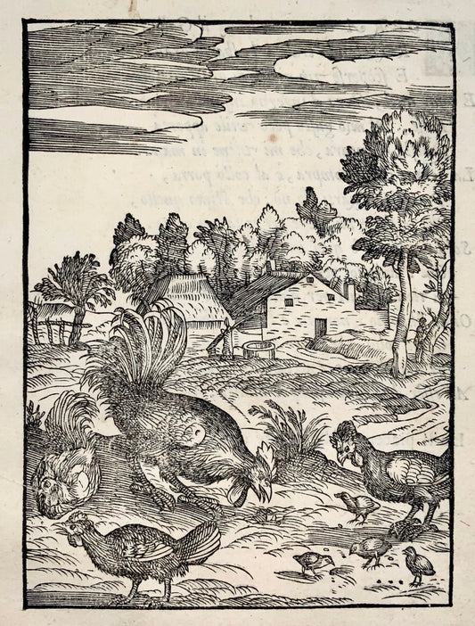 1570 Giovanni Maria Verdizzotti (1525-1600) - foglia xilografica - Pollame Gallo - Ornitologia