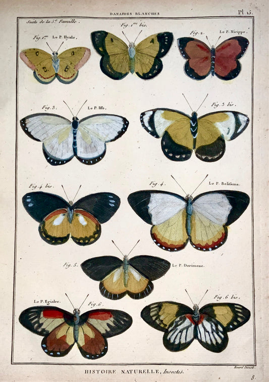 1794 P. Latreille Handcol quarto copper engraving Butterflies ‘Dadaides Blanche’