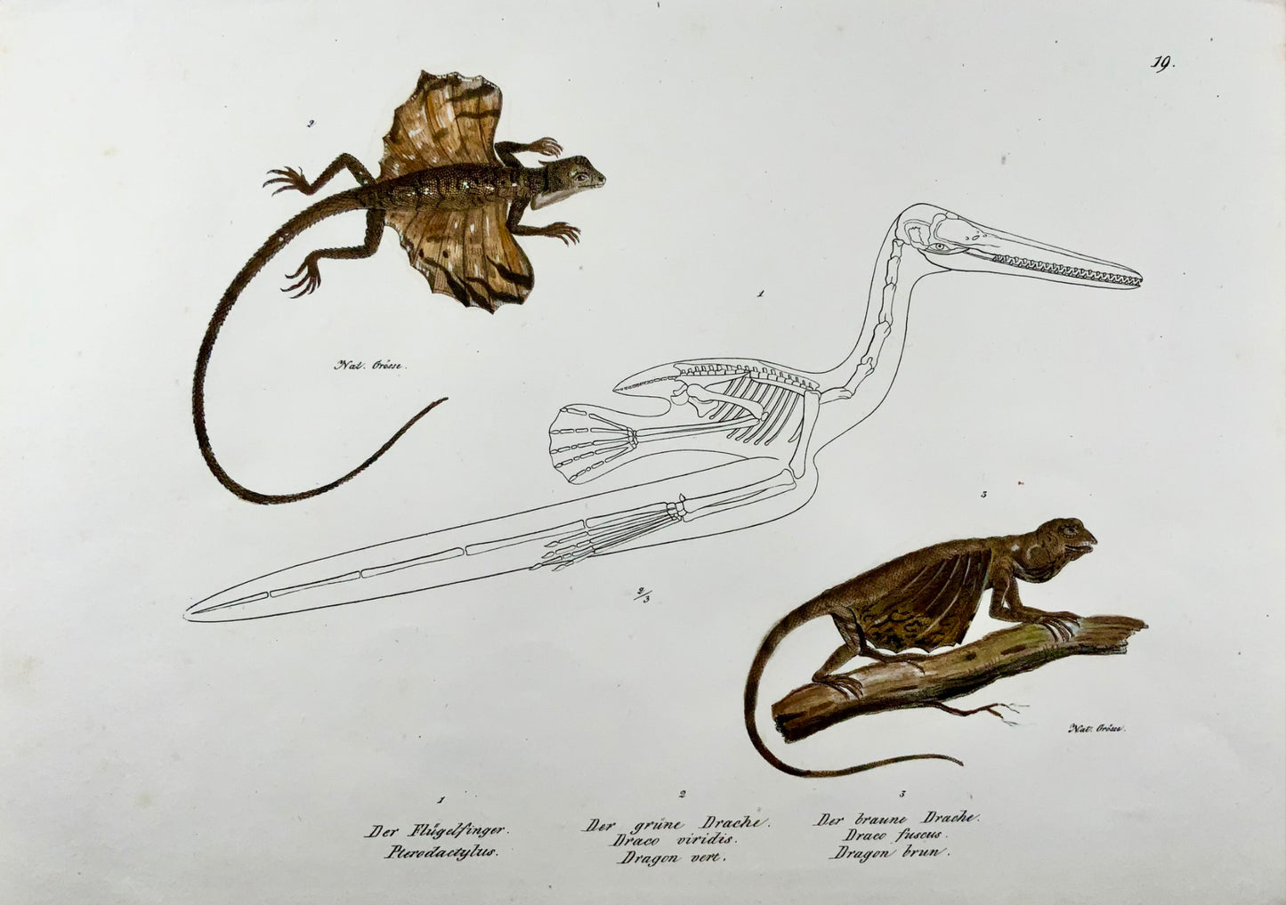 1833 HR Schinz (b1777), Lézard dragon, lithographie sur pierre colorée à la main, reptile