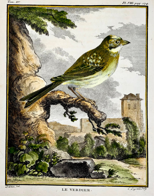 1779 Verdone, ornitologia, edizione grande in quarto, colore a mano, incisione