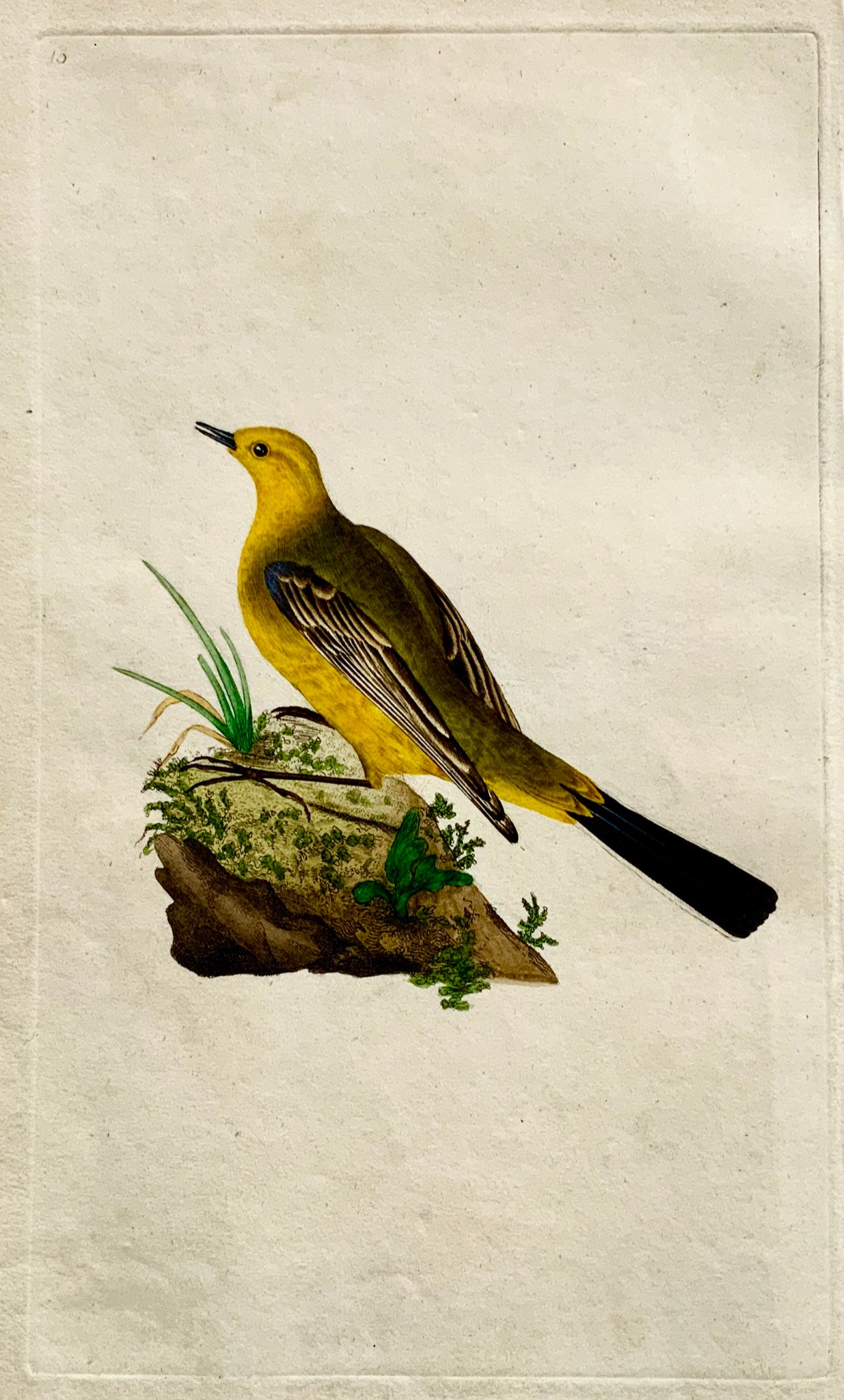 1794 Edward Donovan - YELLOW WAGTAIL Ornithology hand coloured copper engraving