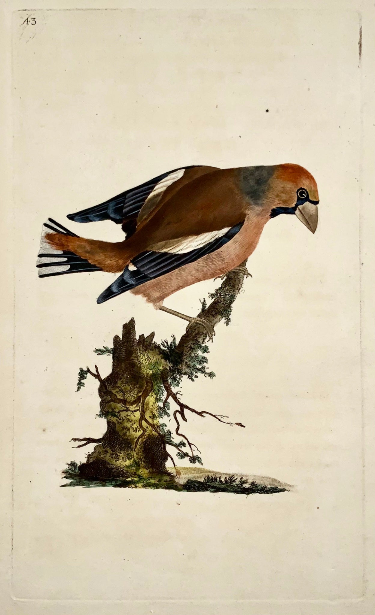 1794 Edward Donovan - GROSBEAK Bird - exquisite hand coloured copper engraving