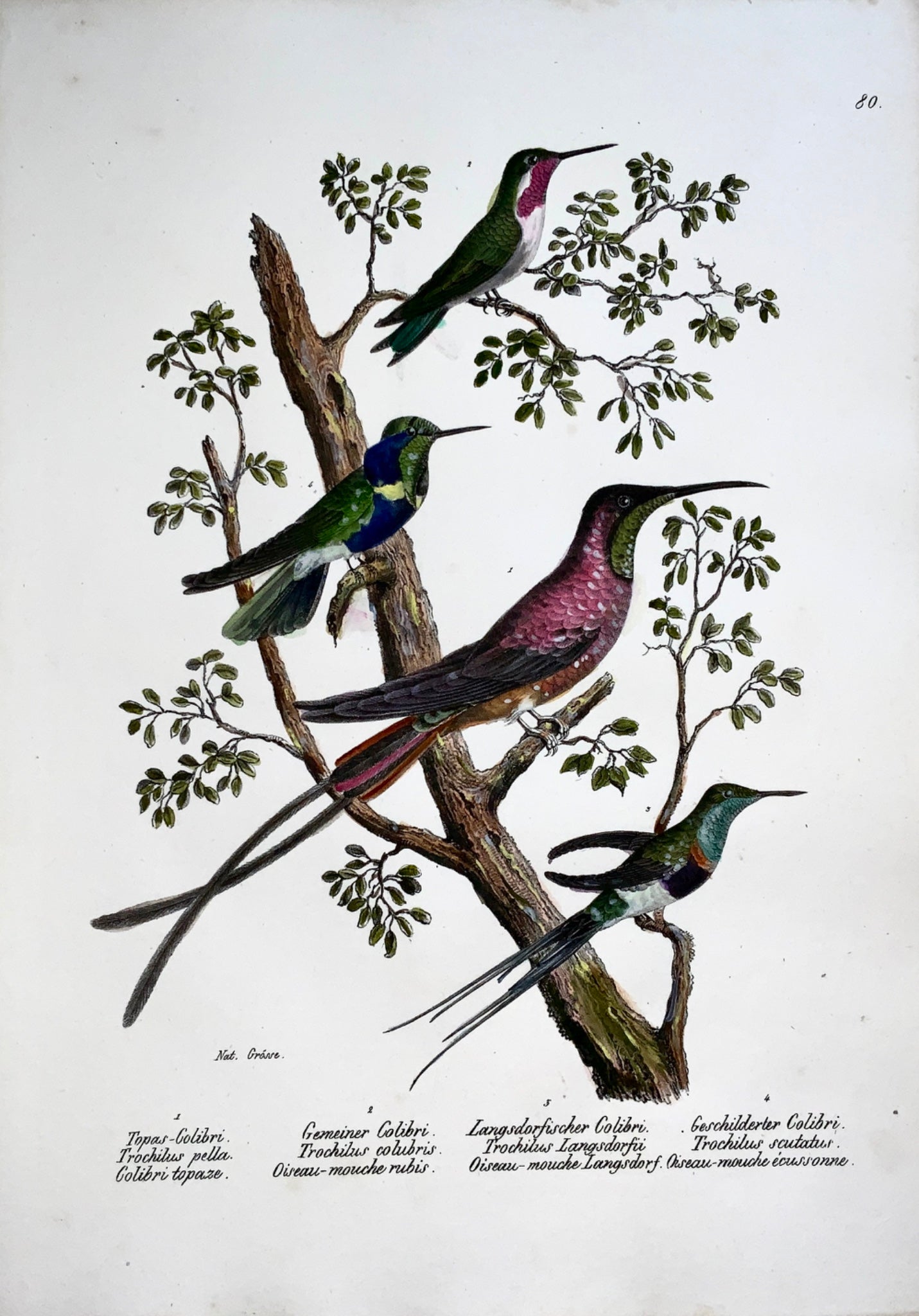 1830 COLIBRI - Ornithology - Brodtmann hand coloured FOLIO stone lithograph