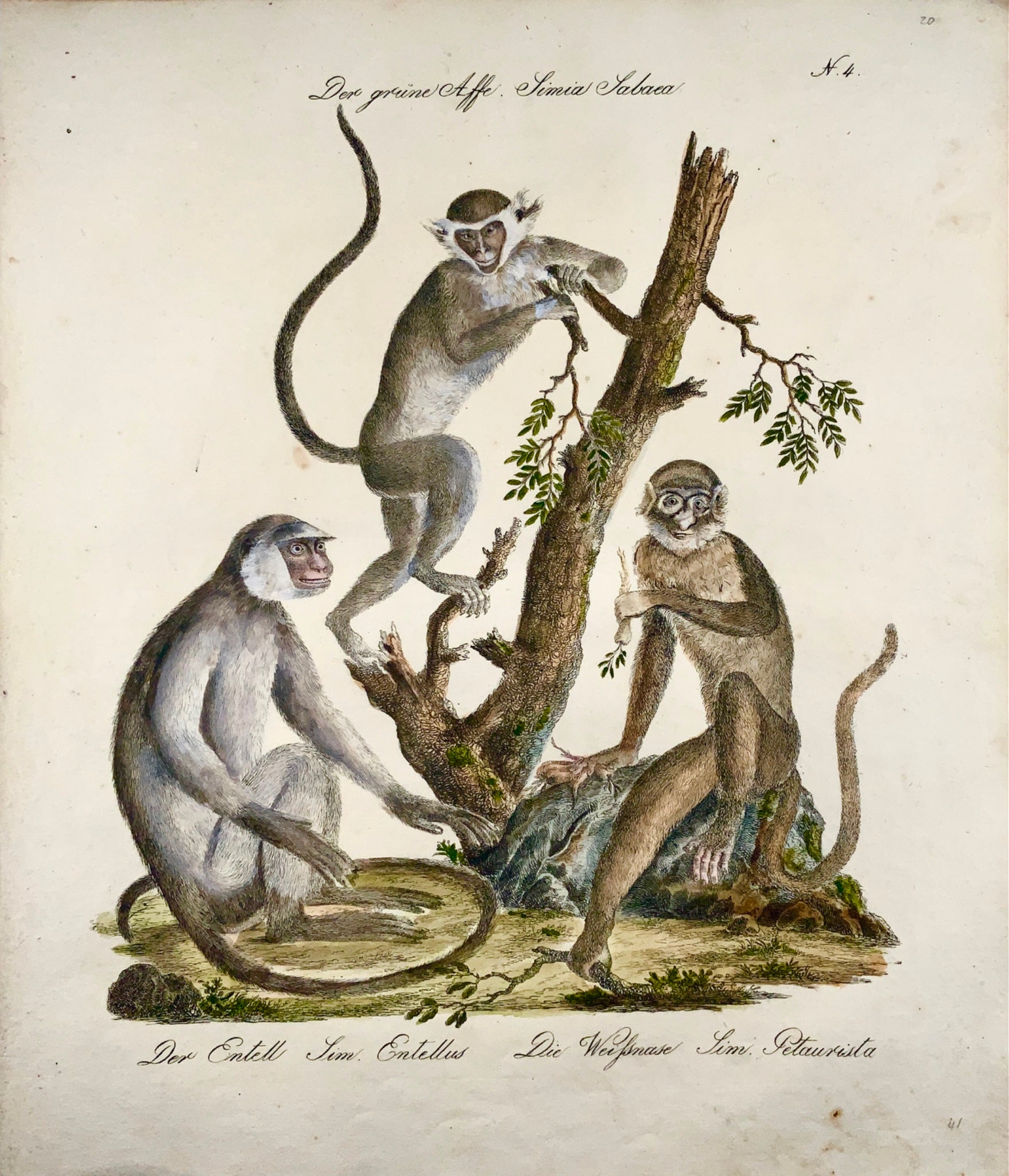 1816 HANUMAN MONKEYS Langurs - Imp. folio 42.5 cm 'Incunabula of Lithography' - Mammals