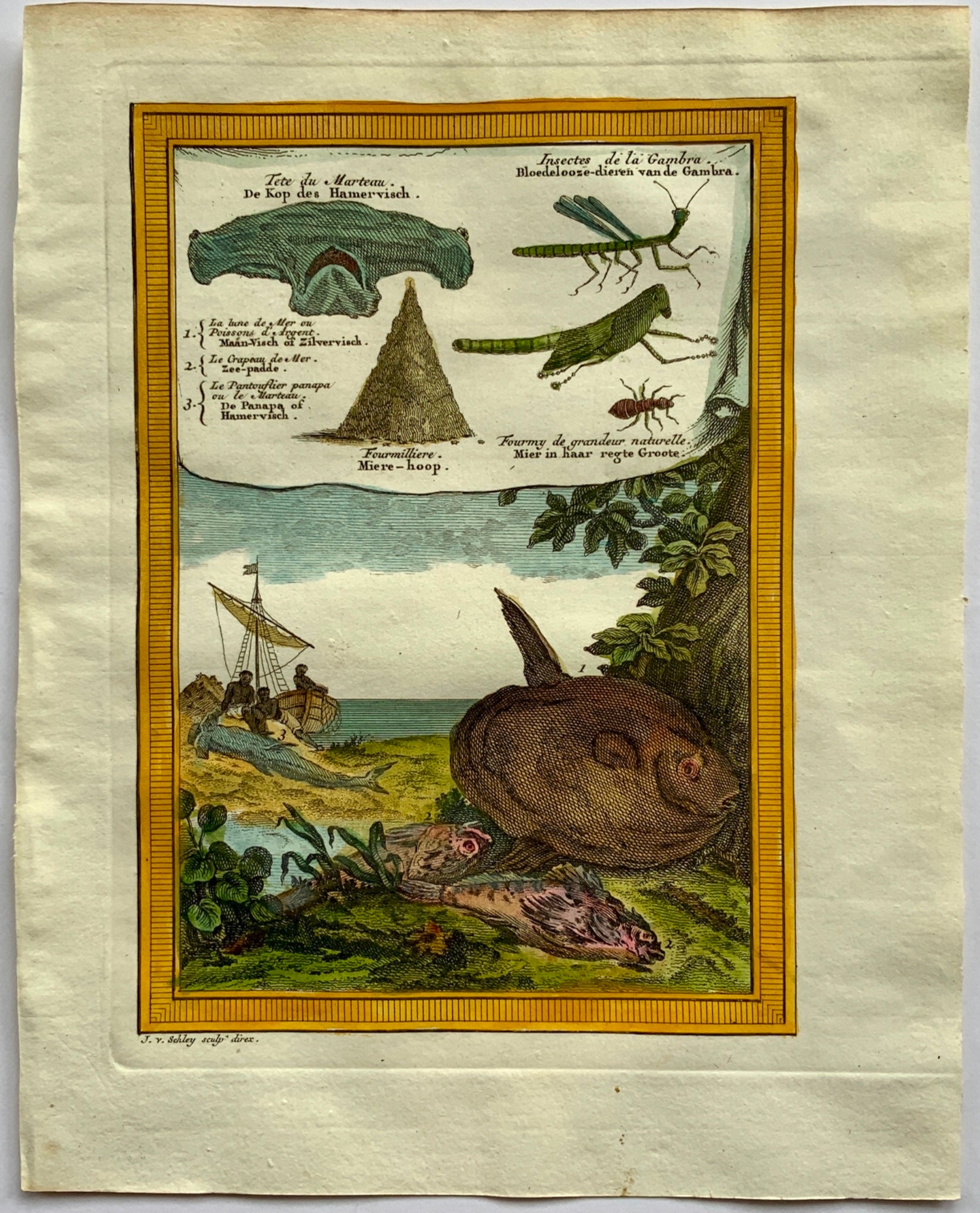 1750 Schley - West Africa - Sunfish, Hammerhead Shark, Insects - Travel - Zoology