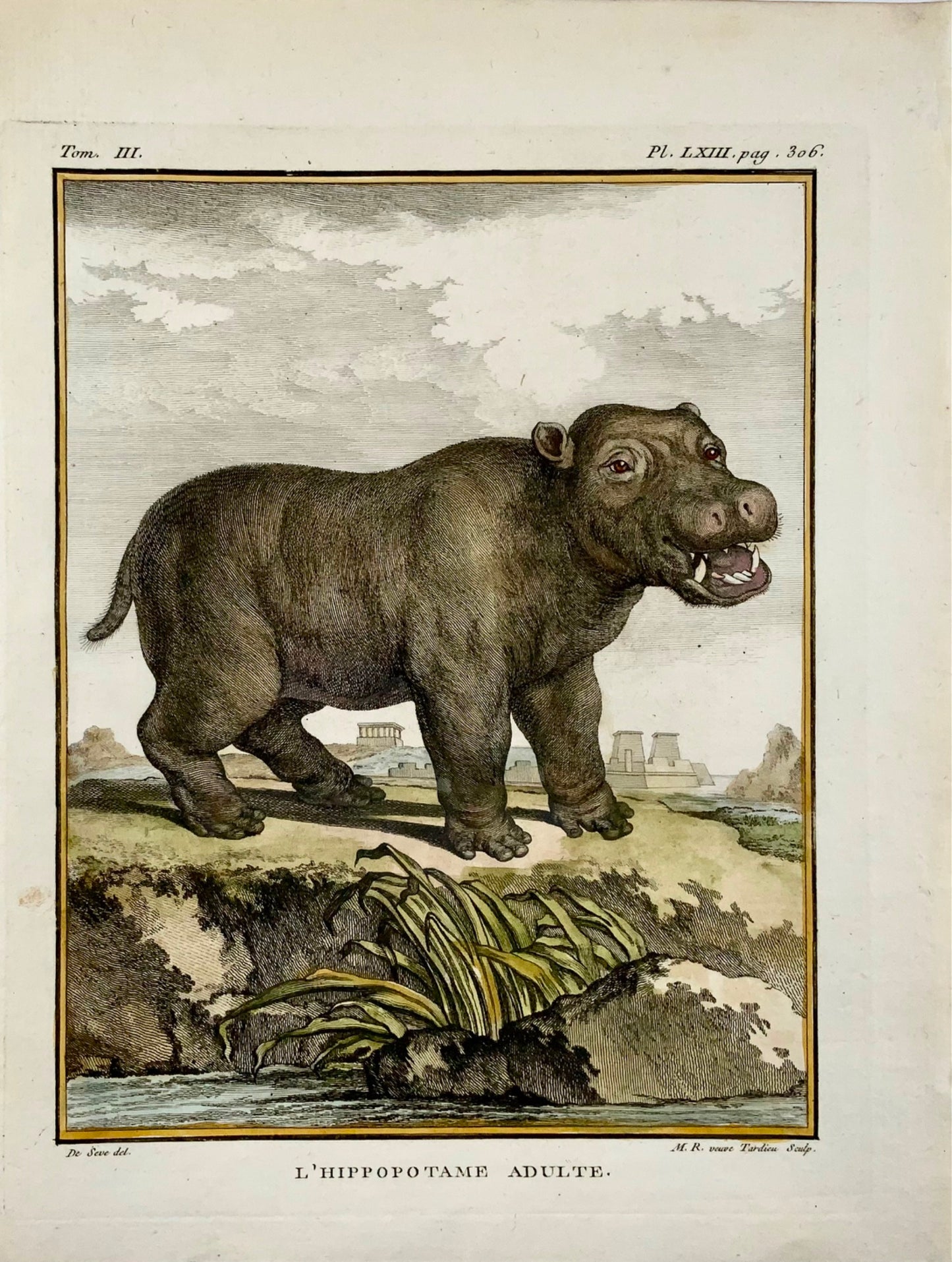 1766 De Seve; Tardieu HIPPOPOTOMUS large QUARTO edition hand colored engraving - Mammal