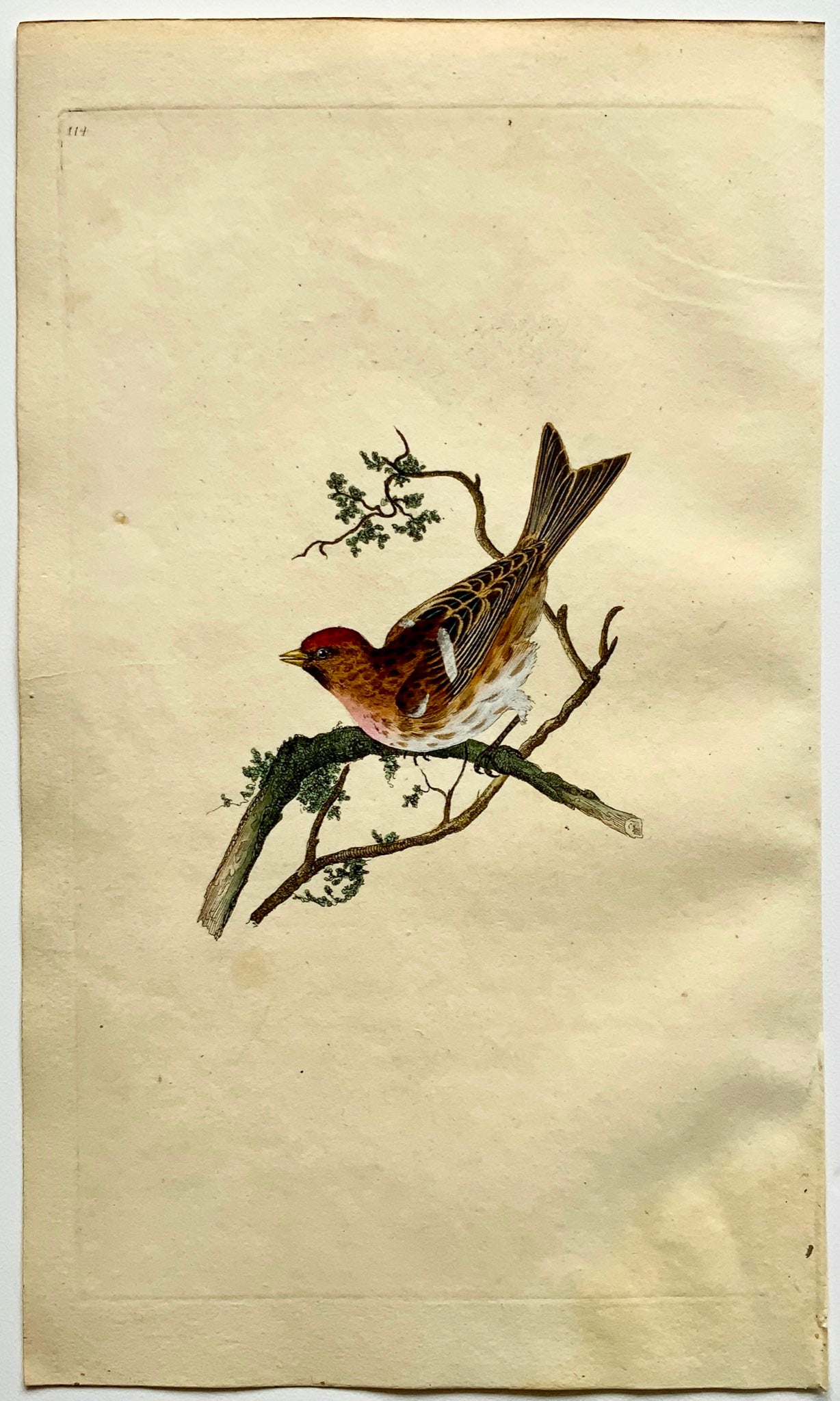 1794 Edward Donovan - LESSER LINNET Ornithology - exquisite hand coloured copper engraving