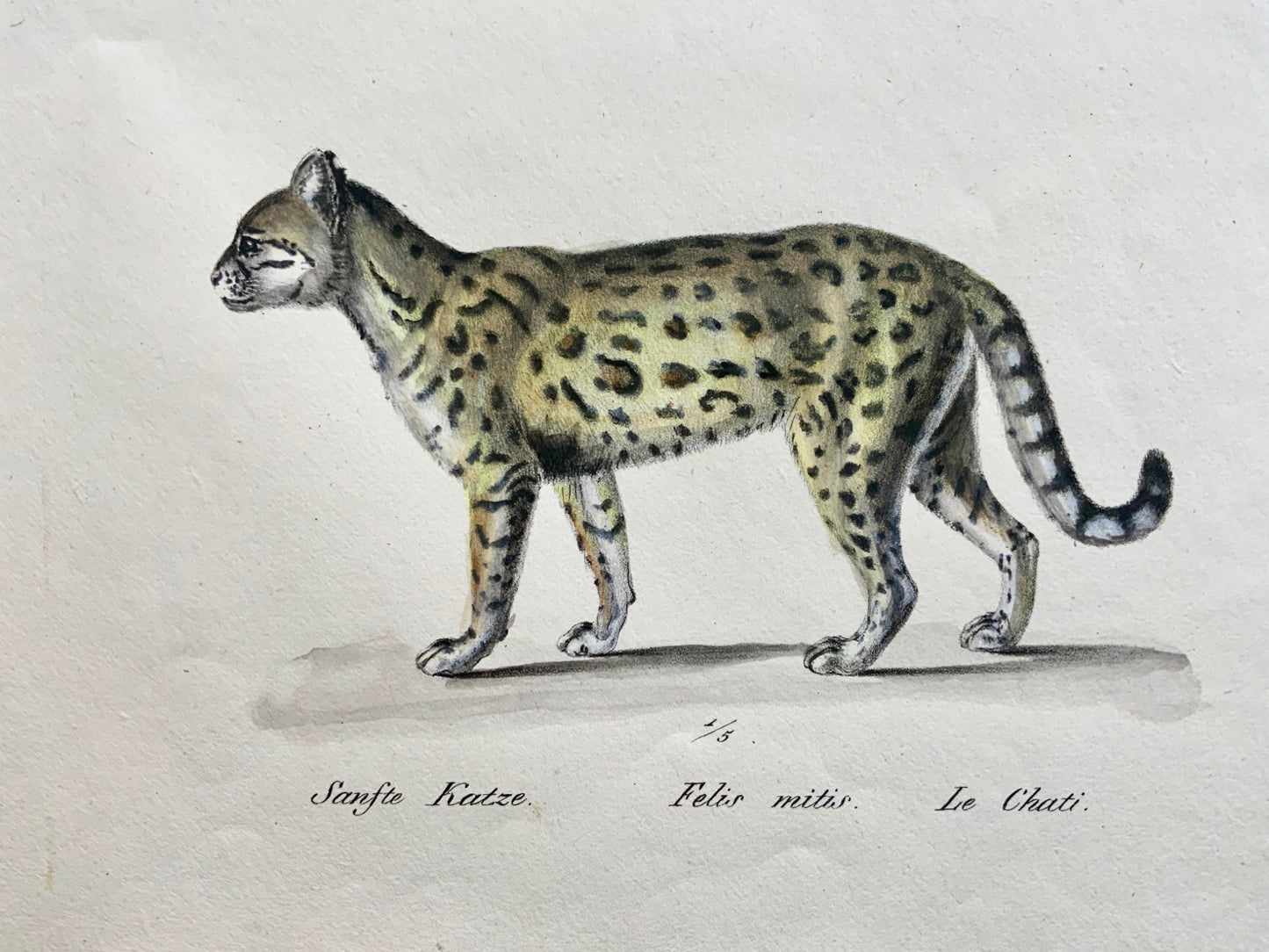 1824 Serval & Wild Cat - Mammal - K.J. Brodtmann hand colored FOLIO lithograph