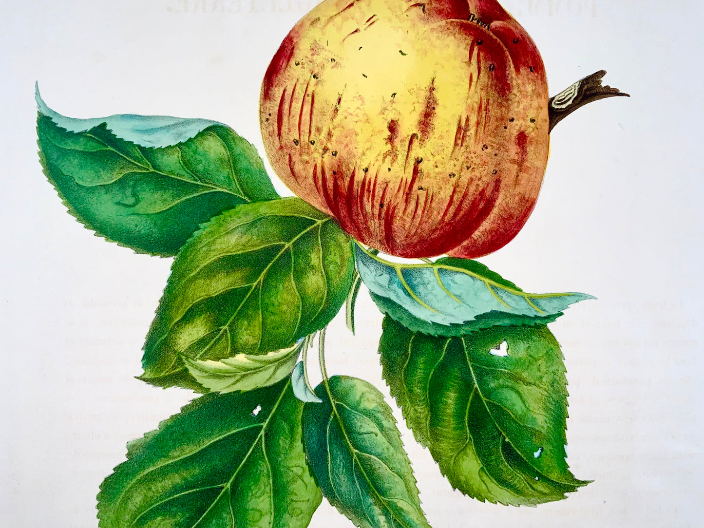 1853 A. Bivot; Pomology, mela reale inglese, frutto, colore a mano fine da 35 cm