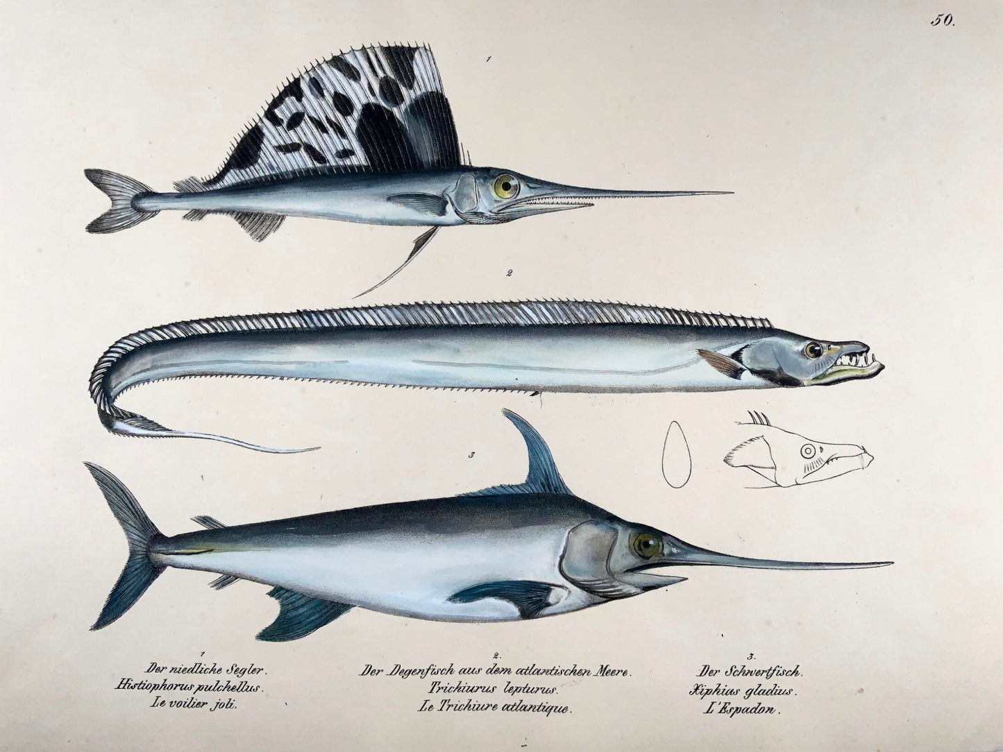 1833 Pesce spada, Pesce vela, H. Schinz (n. 1777) folio, litografia colorata a mano