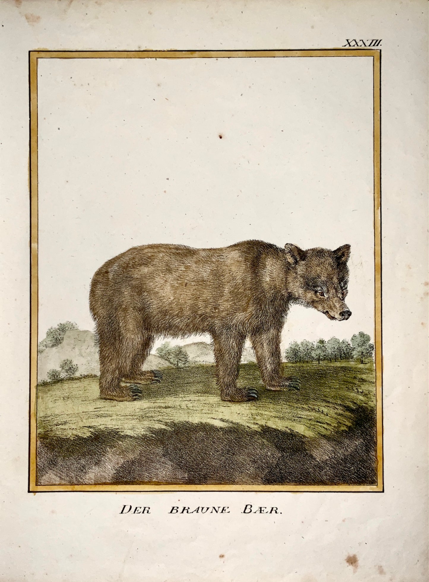 1816 Brown Bear - INCUNABULA OF LITHOGRAPHY. Karl Schmidt, quarto hand coloured - Mammal
