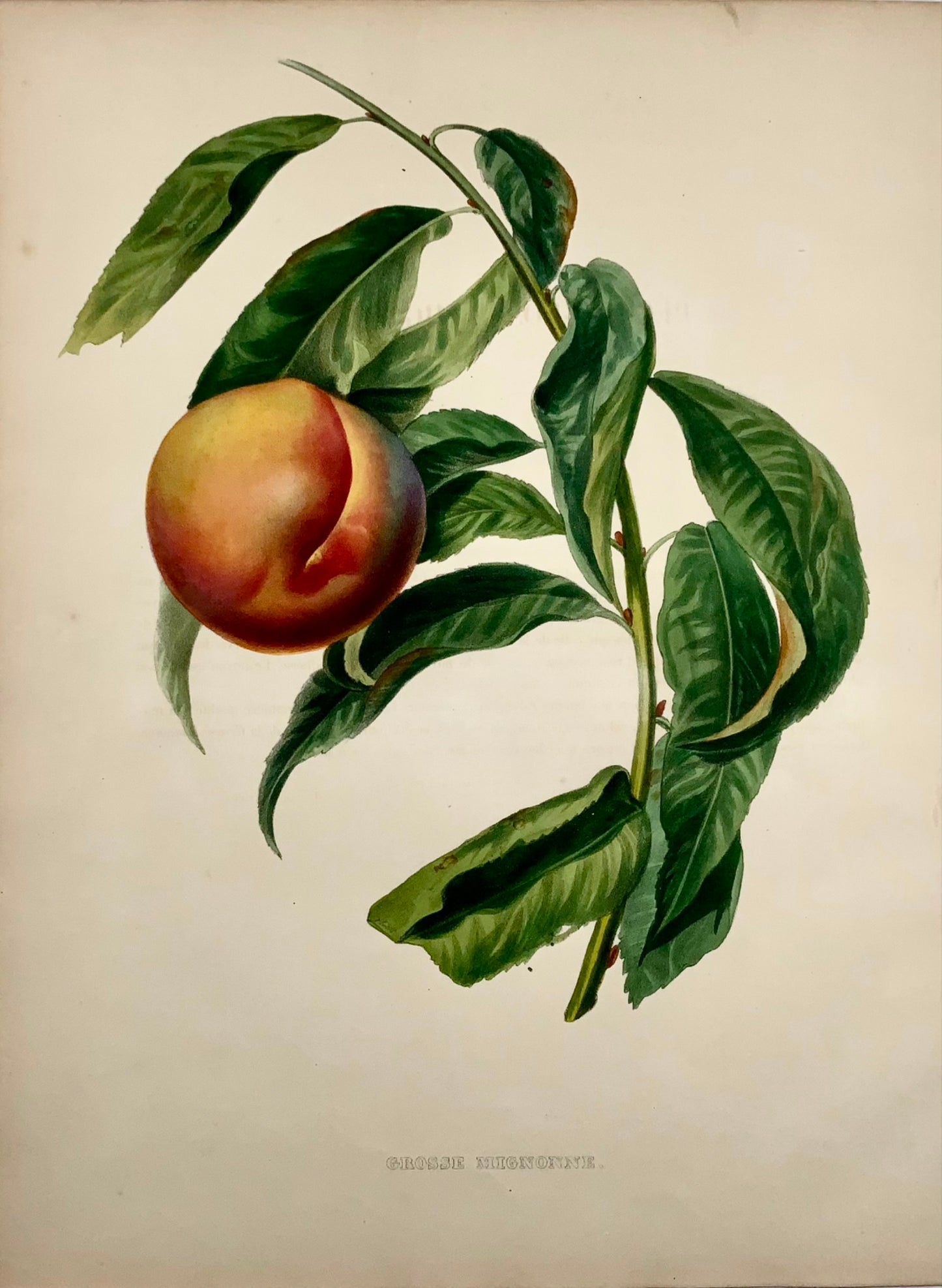 1853 A. Bivot; Arboriculture Pomology - Mignogne APRICOT - 35cm fine hand colour - Botany