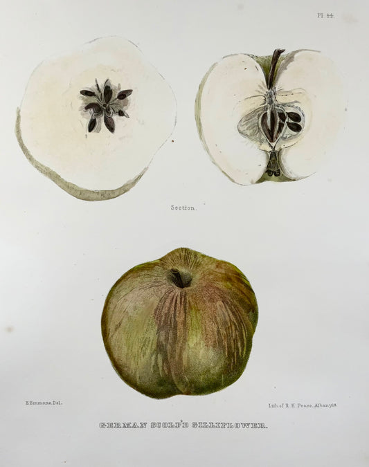 1830 c Pease lit; Emmons - Frutta: Mela tedesca - litografia in pietra colorata a mano - Botanica