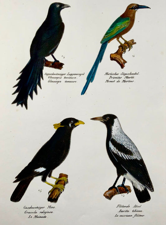 1830 Motmot, Myna, ornithology, Brodtmann, hand coloured folio lithograph