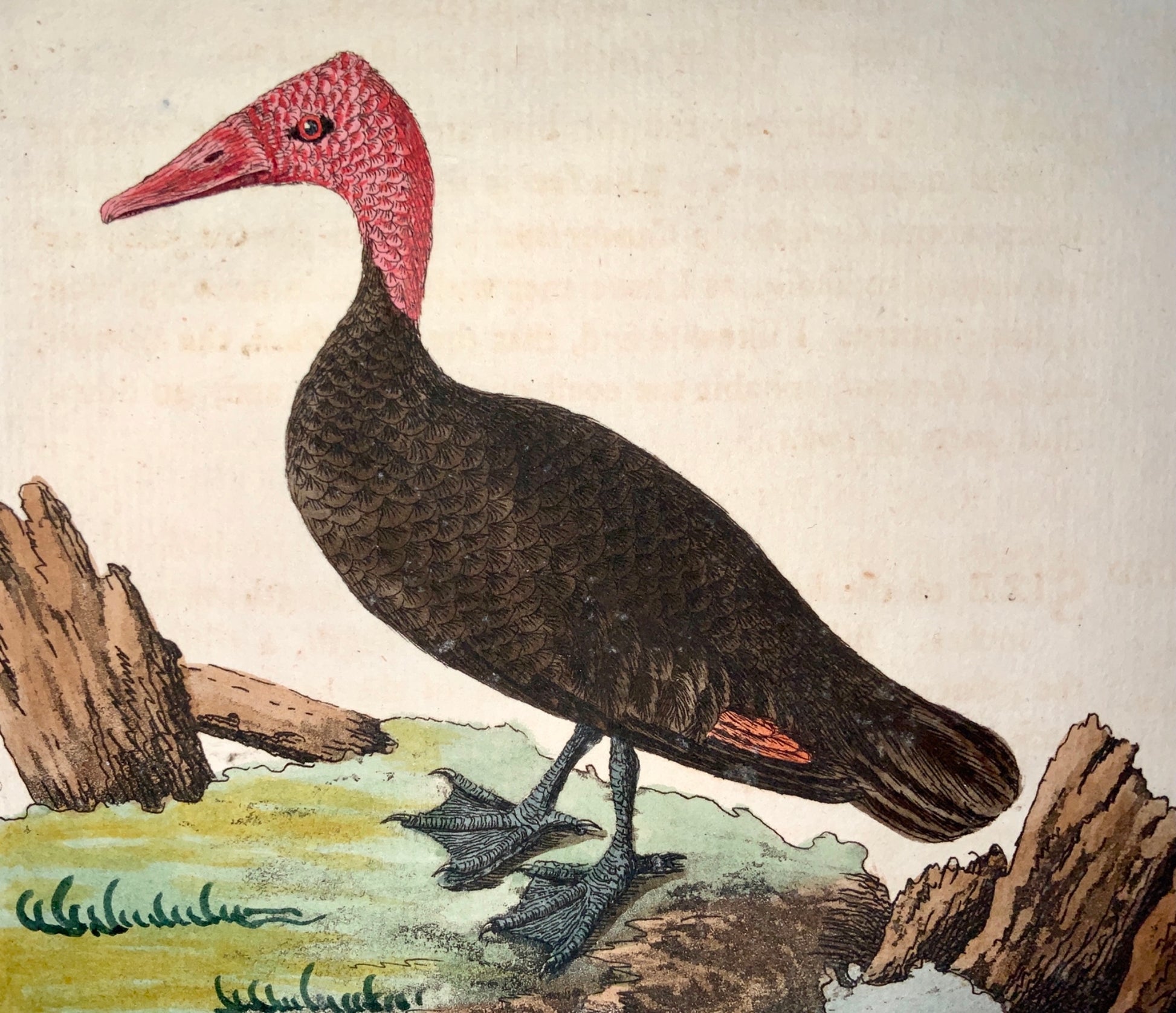 1785 John Latham - Synopsis - PINK HEADED DUCK Extinct - Ornithology - hand coloured