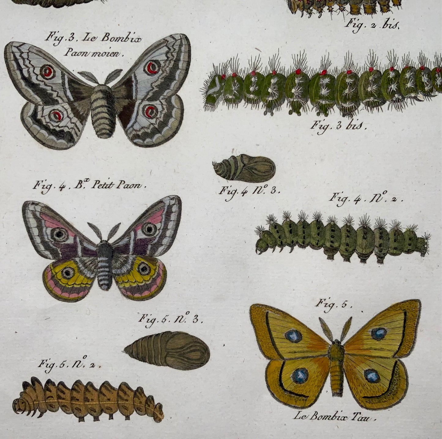 1790 Farfalle, Bombix, falene della seta, Latreille, colore a mano, quarto, incisione