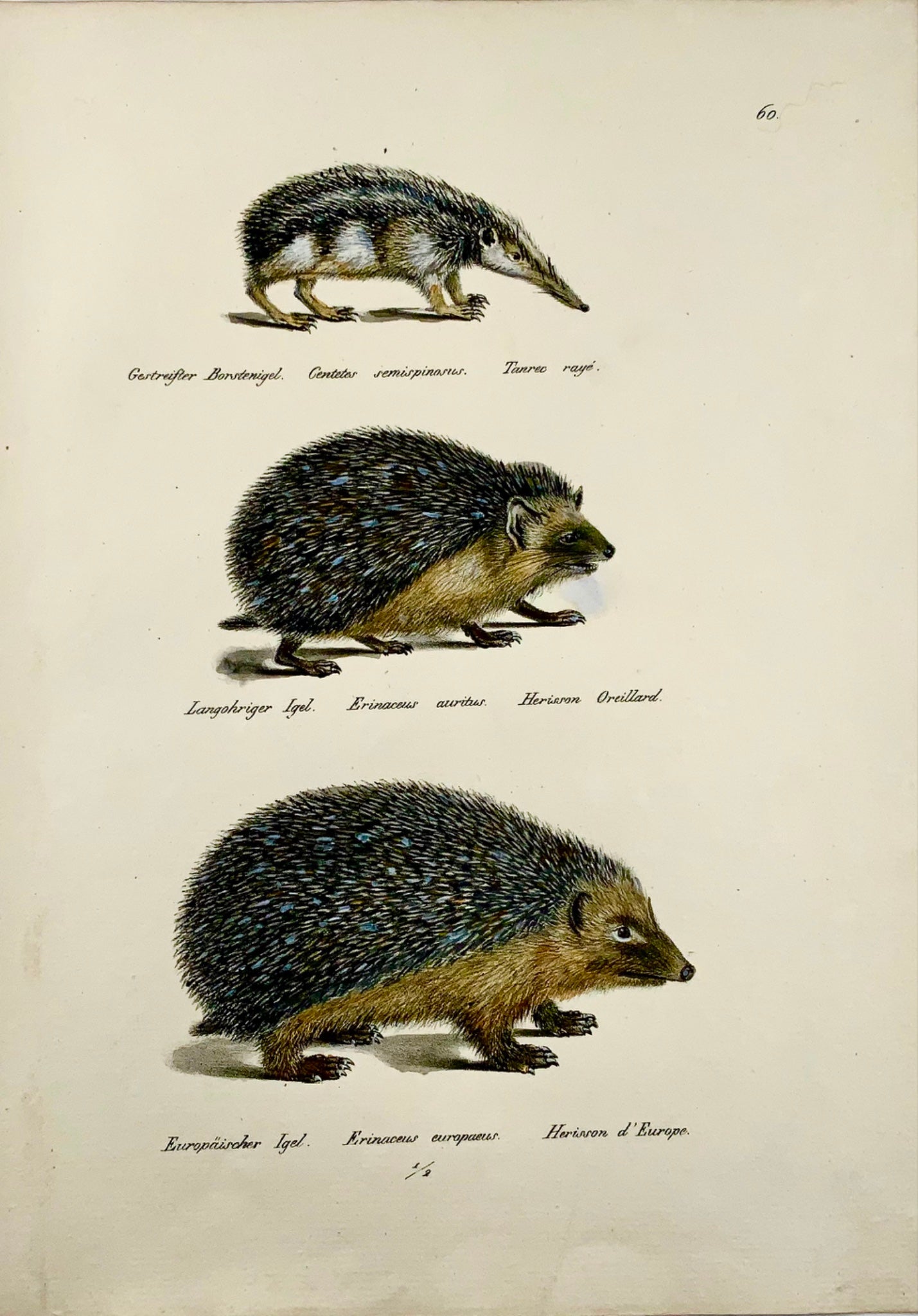 1824 Hedgehogs - K.J. Brodtmann hand colored FOLIO lithograph - Mammals