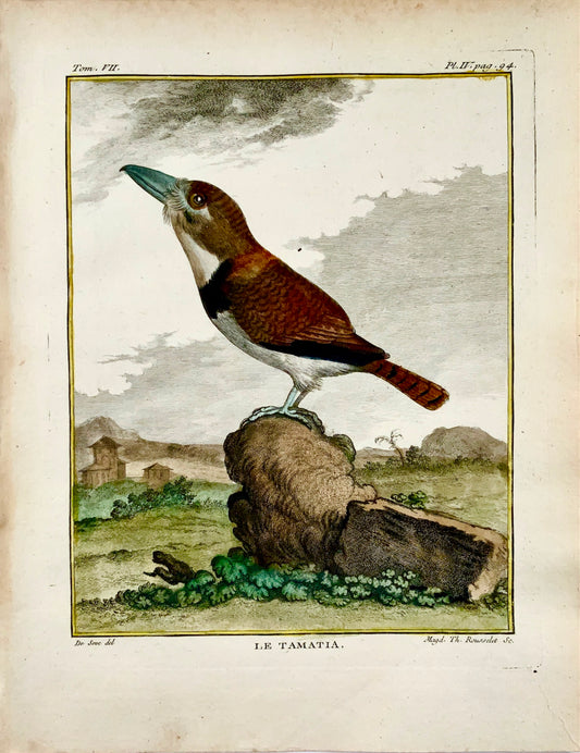1779 de Seve - PUFFBIRD - Ornitologia - 4to Grande incisione Edn