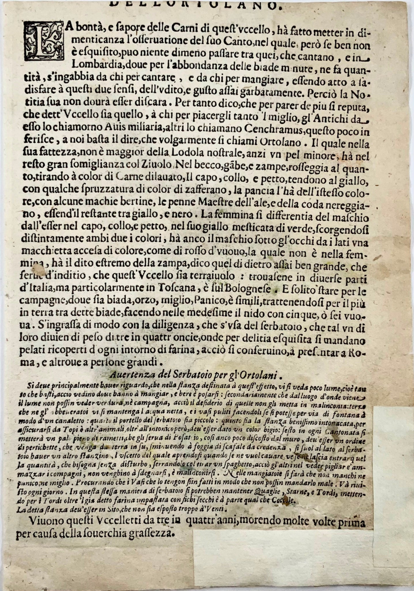 1622 Antonio Tempesta; Le P. Villamena PERROQUET Oiseau - Gravure Maître