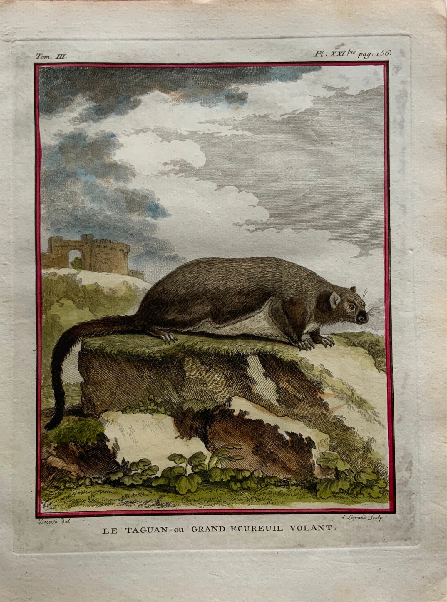 1766 De Seve Woolly FLYING SQUIRREL large QUARTO edition hand colored engraving - Mammal