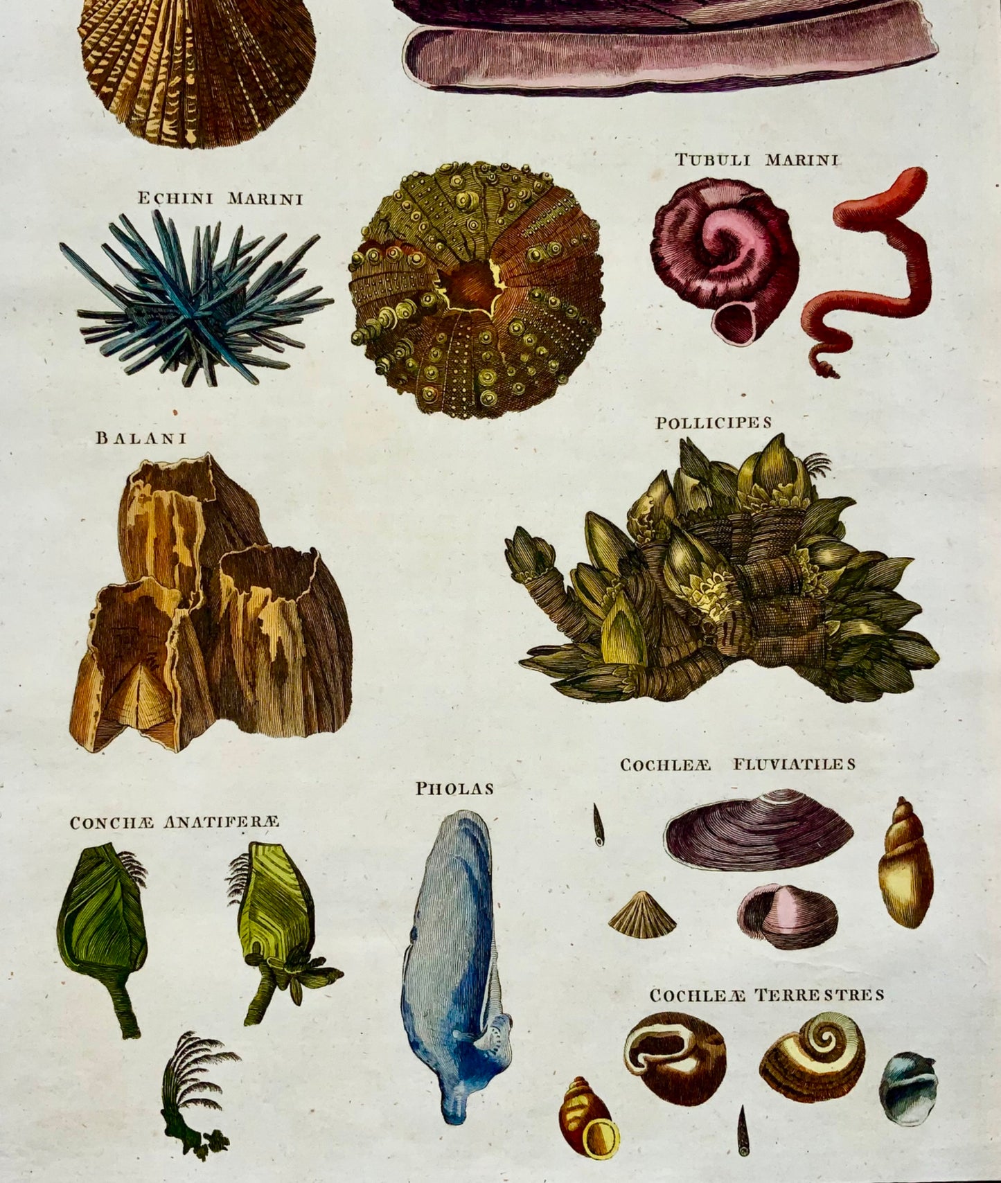 1785 Coquillages, oursins, conques, vie marine, folio, colorié à la main
