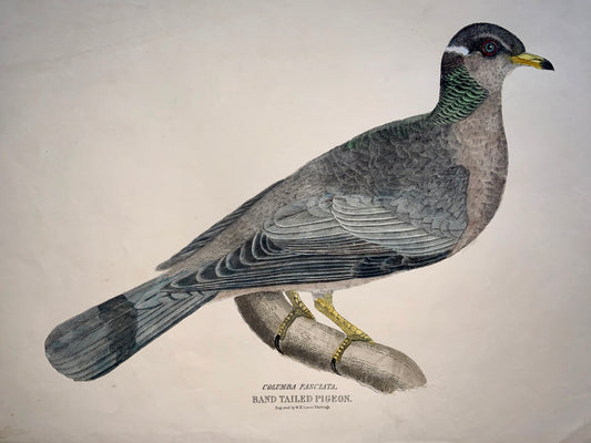 1846 Band Tailed PIGEON Ornithology - Brown hand coloured Large Folio (36cm)