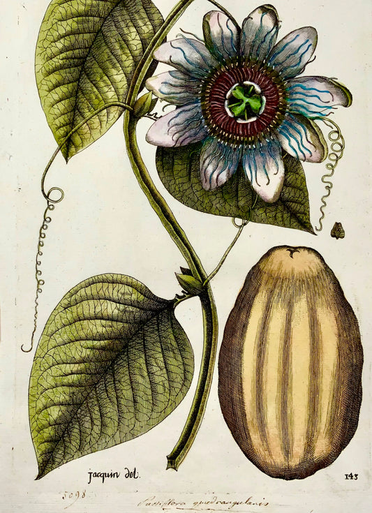 1763 Granadilla, Fiore della passione, Jacquin, foglio botanico colorato a mano