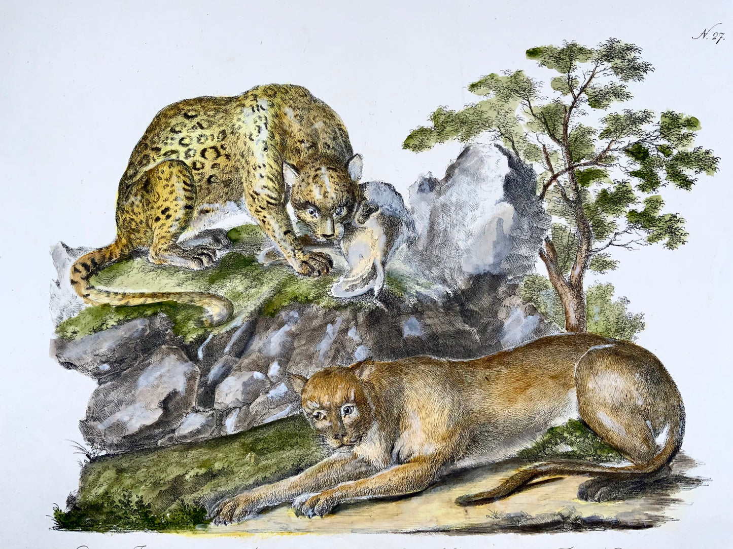 1816 Jaguar, Cougar, folio impérial, 42,5 cm, incunables de lithographie, rare, mammifères