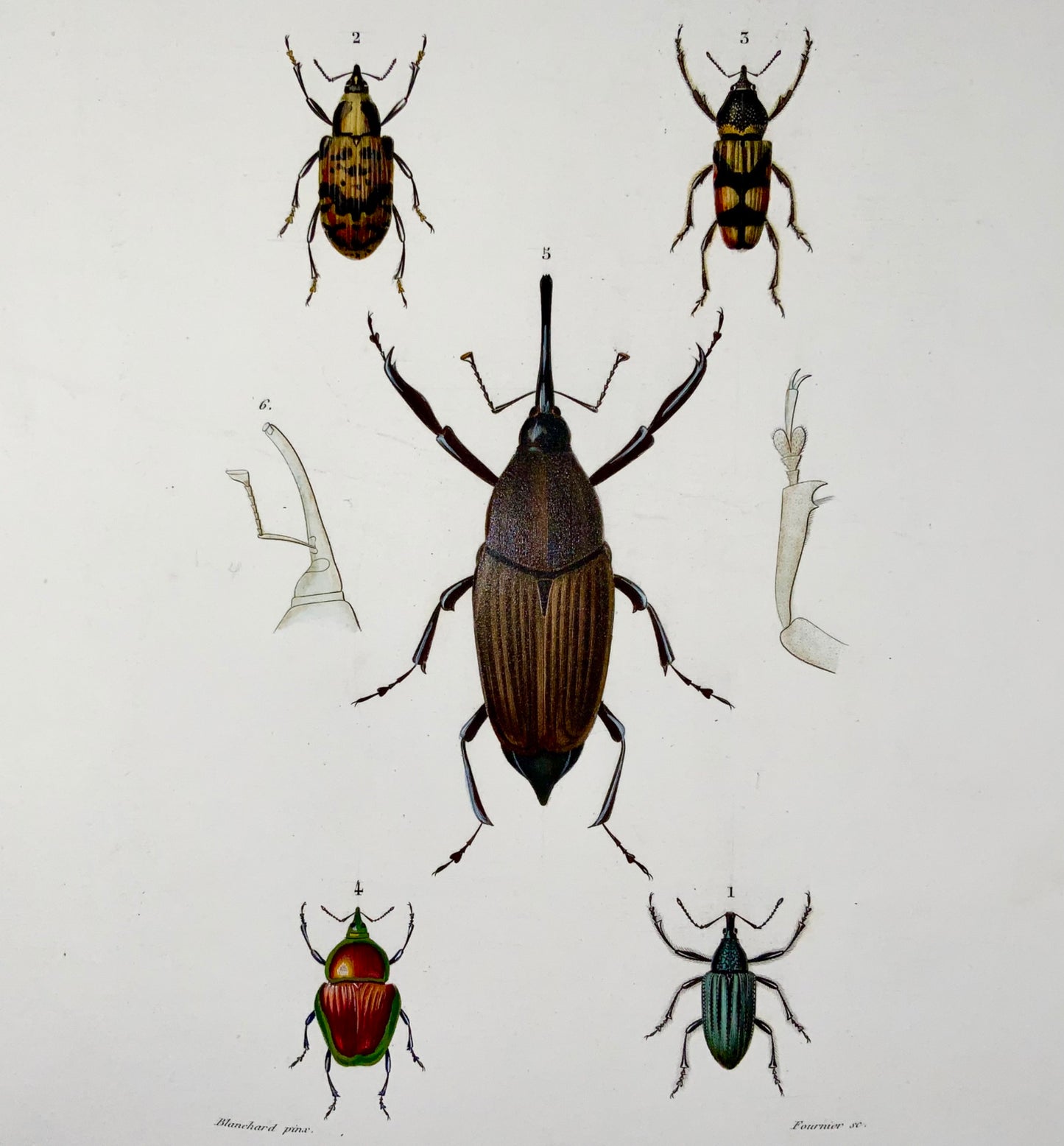 1849 Fournier, Blanchard, Coleotteri, squisito colore a mano, foglio, insetti