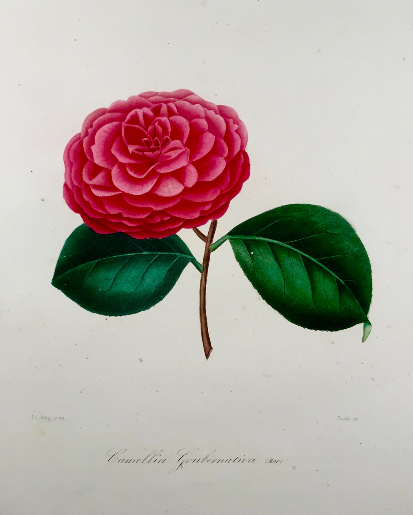 1841 Camellia Goubernativa, dessinée par JJ Jung, gravée par Oudet, Berlèse, botanique
