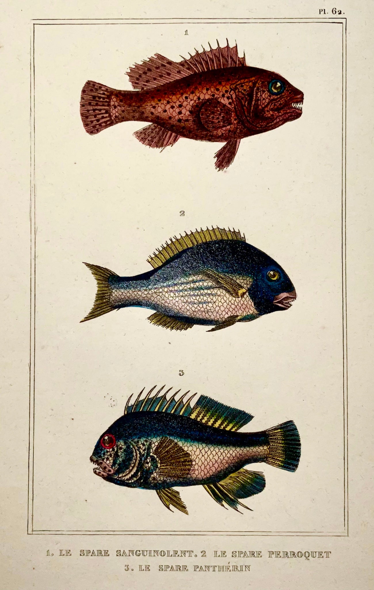 1836 Lacepede, exotic fish, parrotfish, hand coloured, engraving