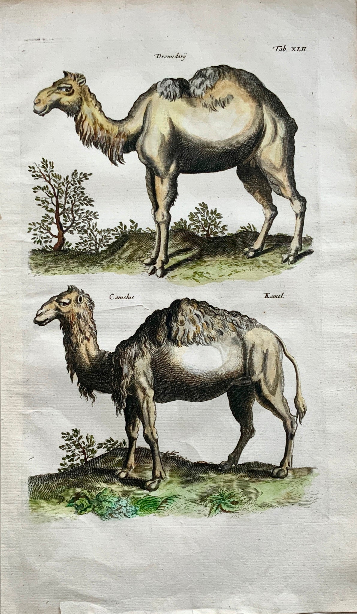1657 Camels - Mammals - Matt. MERIAN Folio Handcolored Engraving