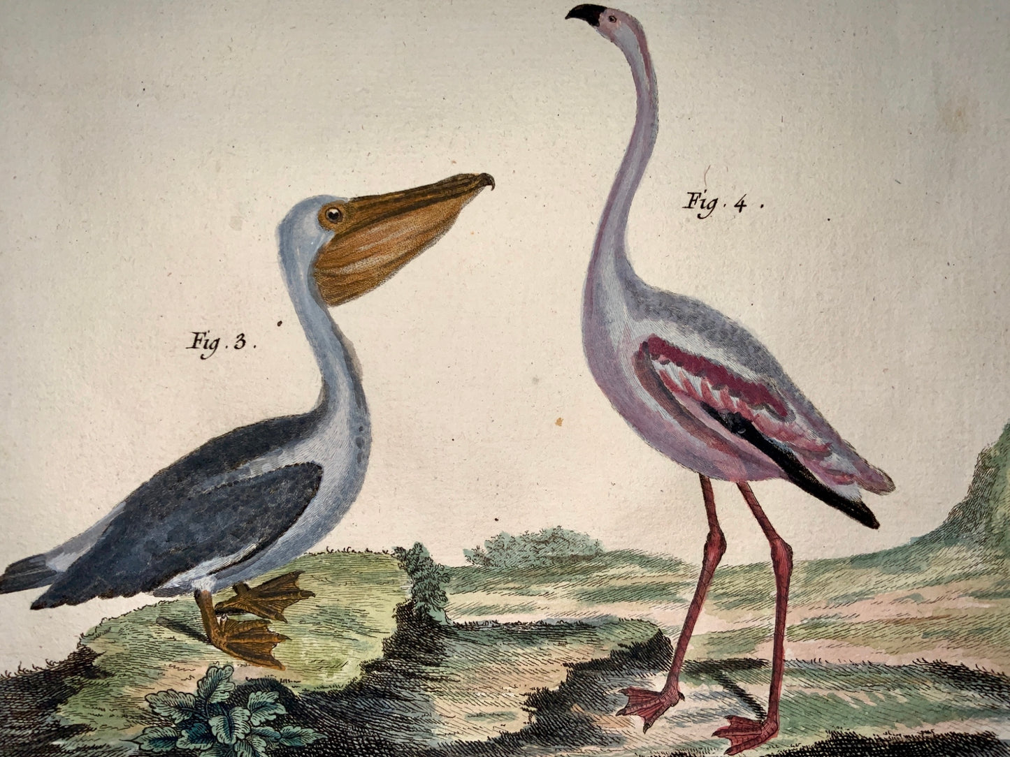 1780 Martinet - PELICAN FLAMINGO OSTRICH - hand coloured 38 cm engraving - Ornithology
