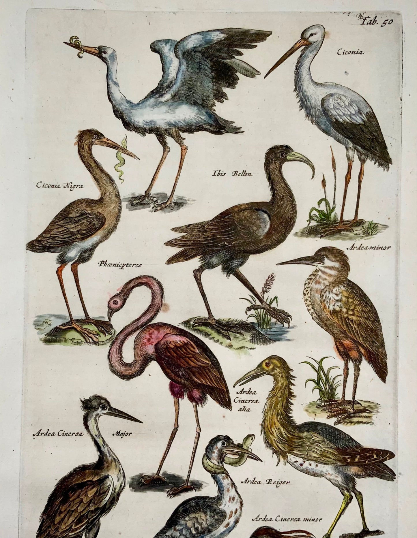 1657 Flamingo Heron Stork - Matt. MERIAN Folio hand coloured engraving - Ornithology