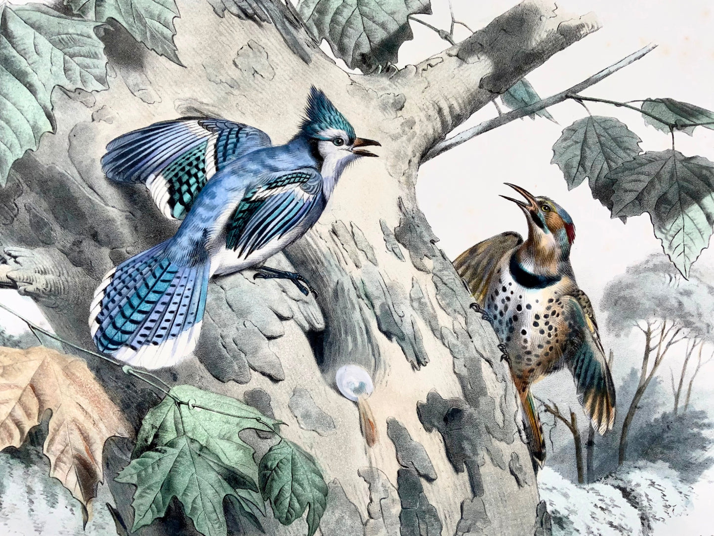 1857 Ed Travies [b1809] 45 x 62cm, Le Geai bleu, Le pic, ornithology