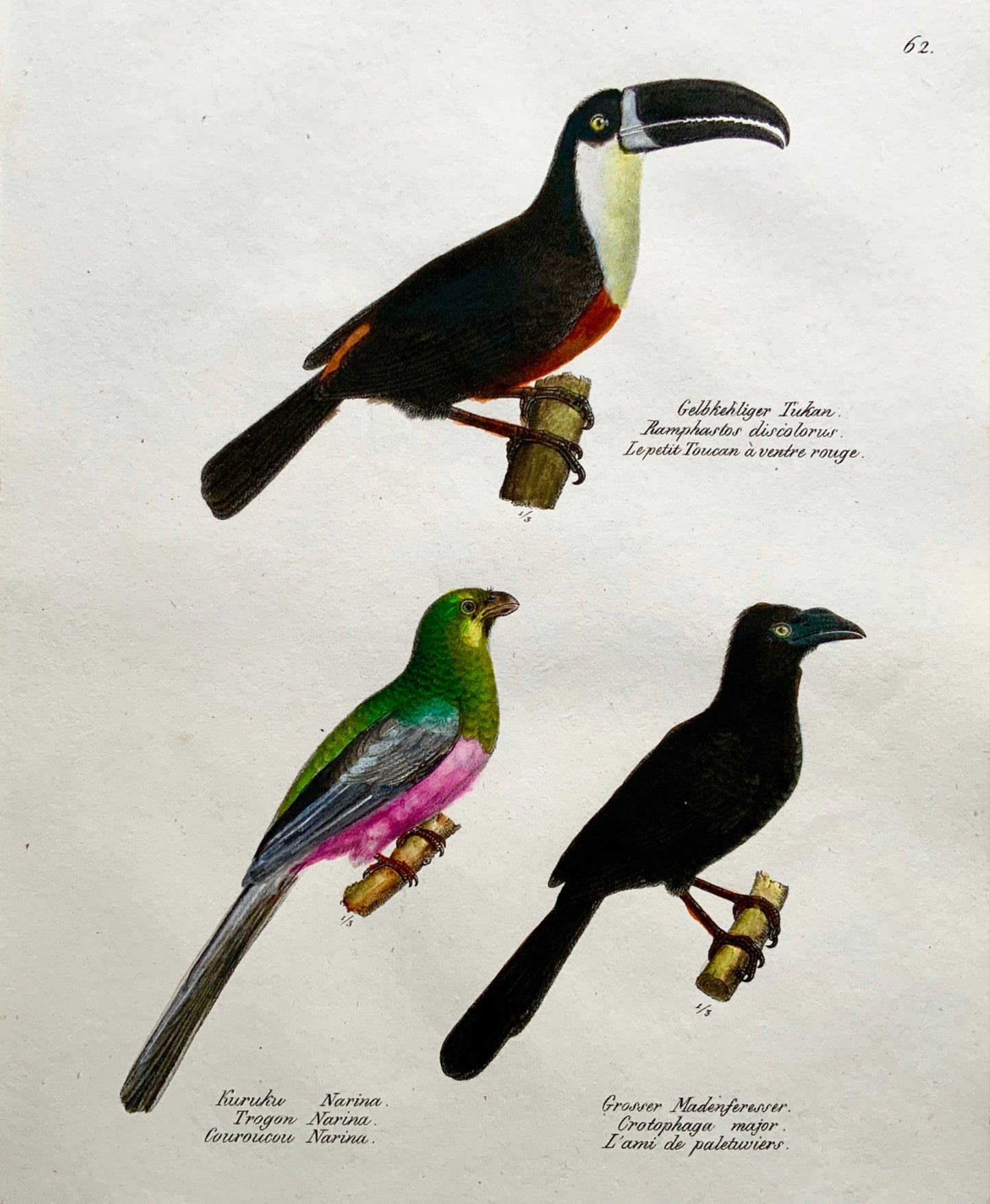 1830 TUCAN Trogon Ornithology - Brodtmann hand coloured FOLIO lithography
