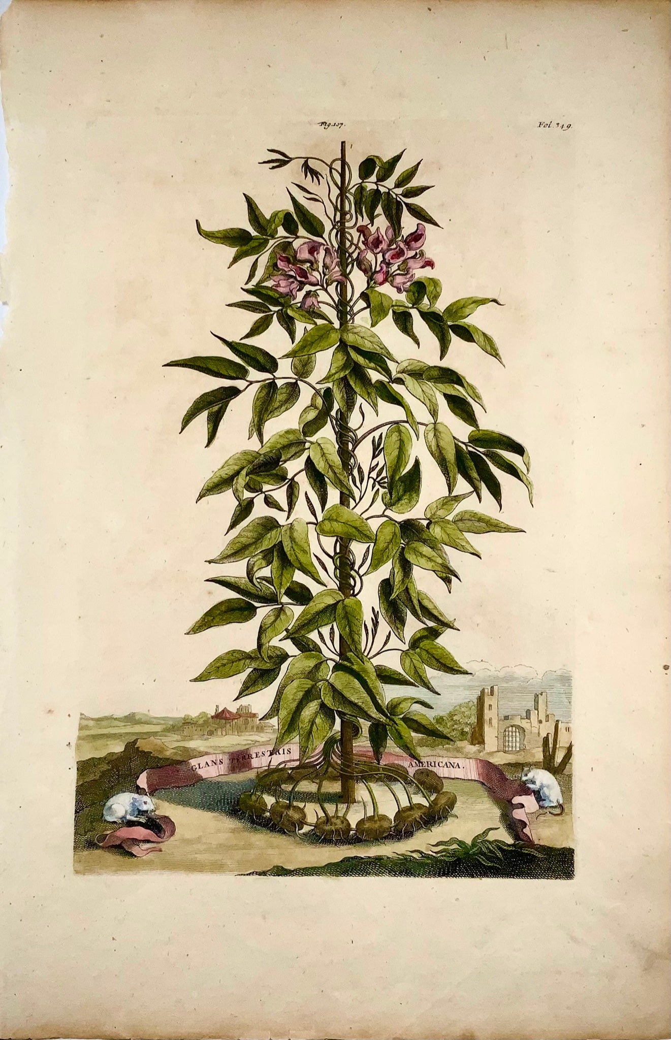 1696 Abraham Munting, American Peanut, Earthnut, foglio botanico