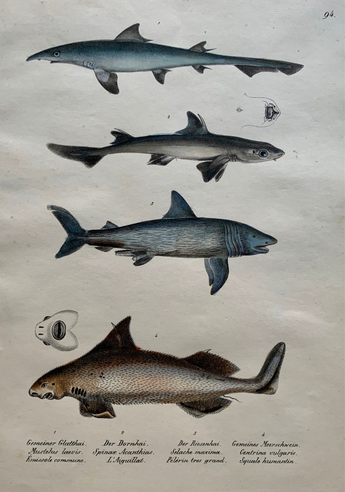 1824 SHARKS - Mammals - K.J. Brodtmann hand coloured FOLIO lithograph