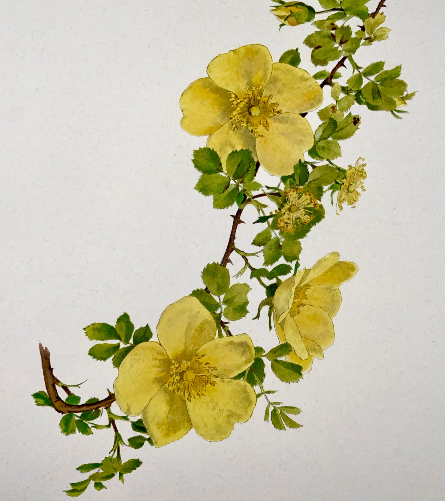 1914 Yellow Rose, foetida, large folio 37cm, Willmott, E. A. (b. 1858), botany