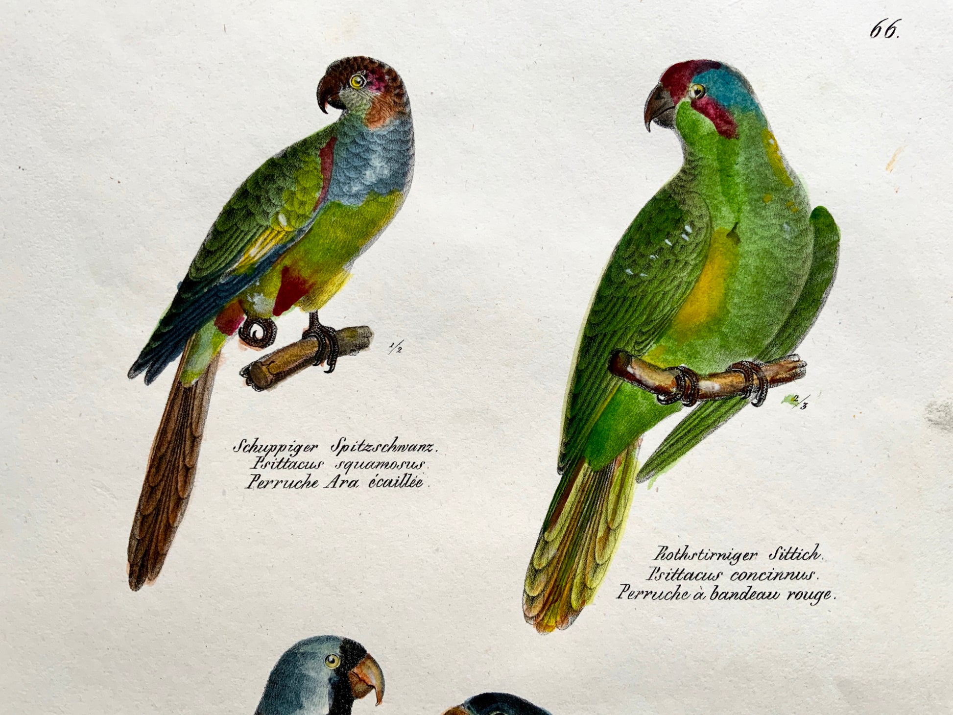 1830 PARROTS LORI Ornithology - Brodtmann hand coloured FOLIO lithography