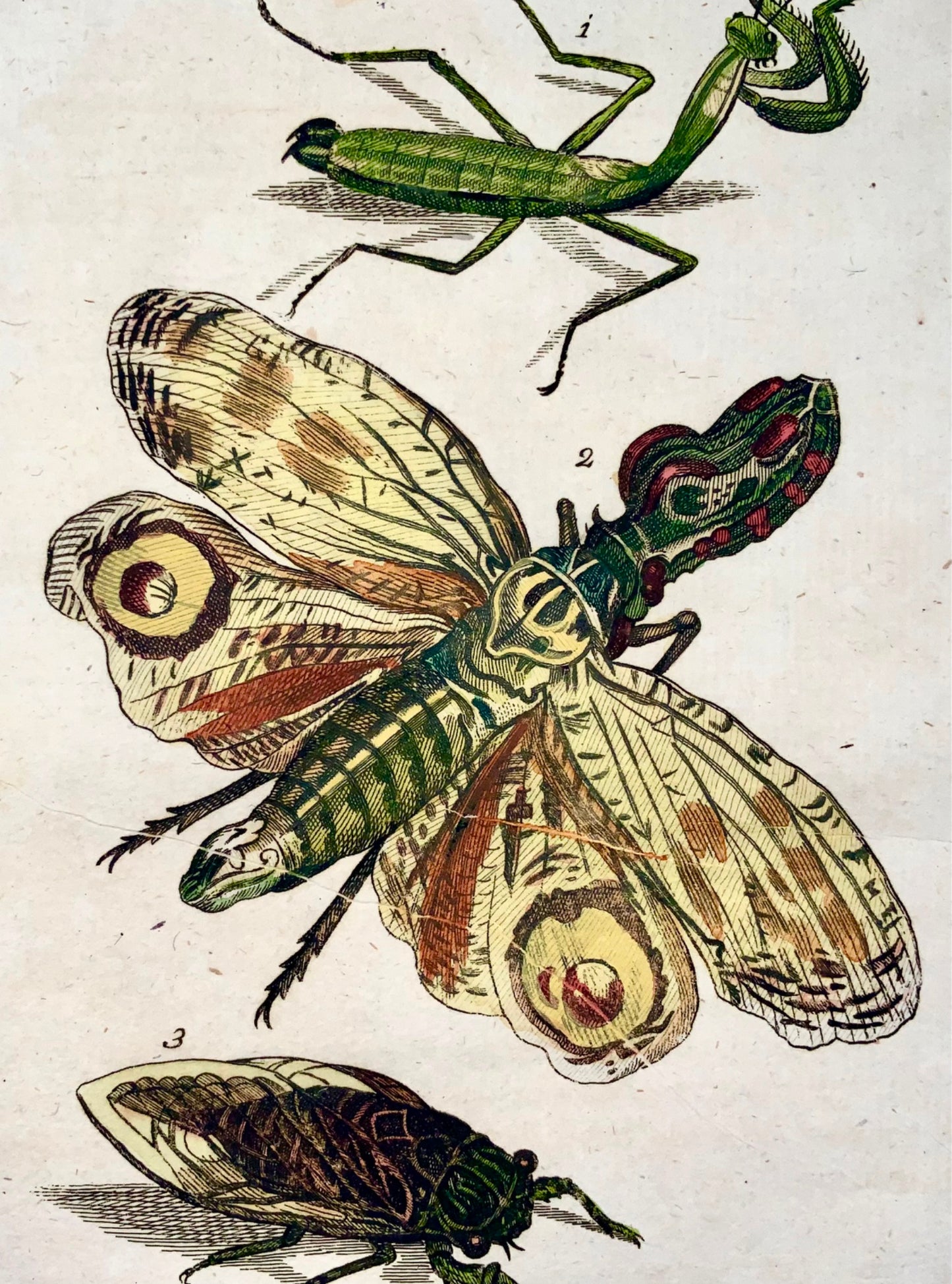 1790 Flying Mantis, Insects, Joh. Sollerer hand coloured engraving