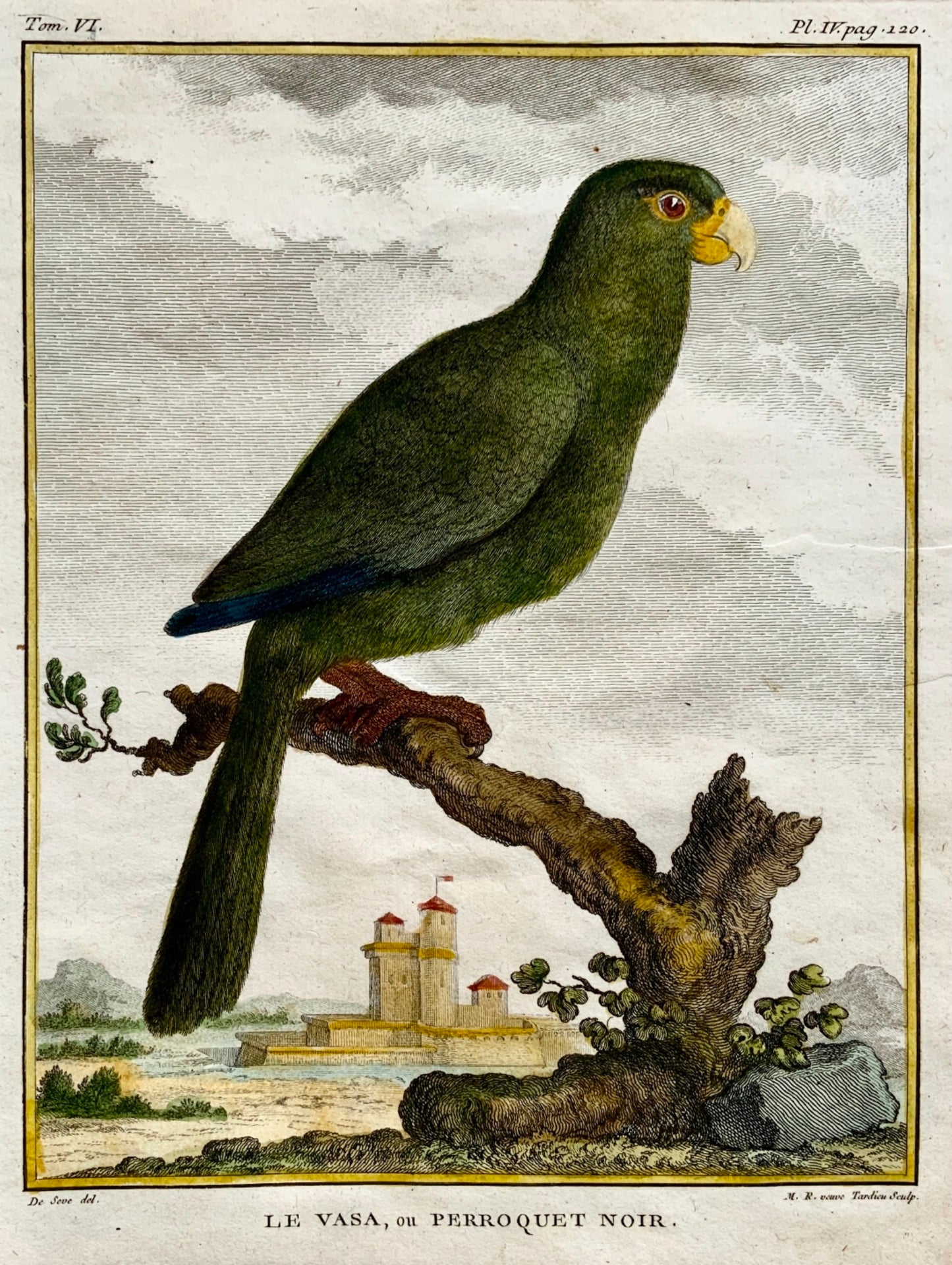 1779 Haussard after Jacques de Seve - Vasa Parrot - 4to engraving - Ornithology