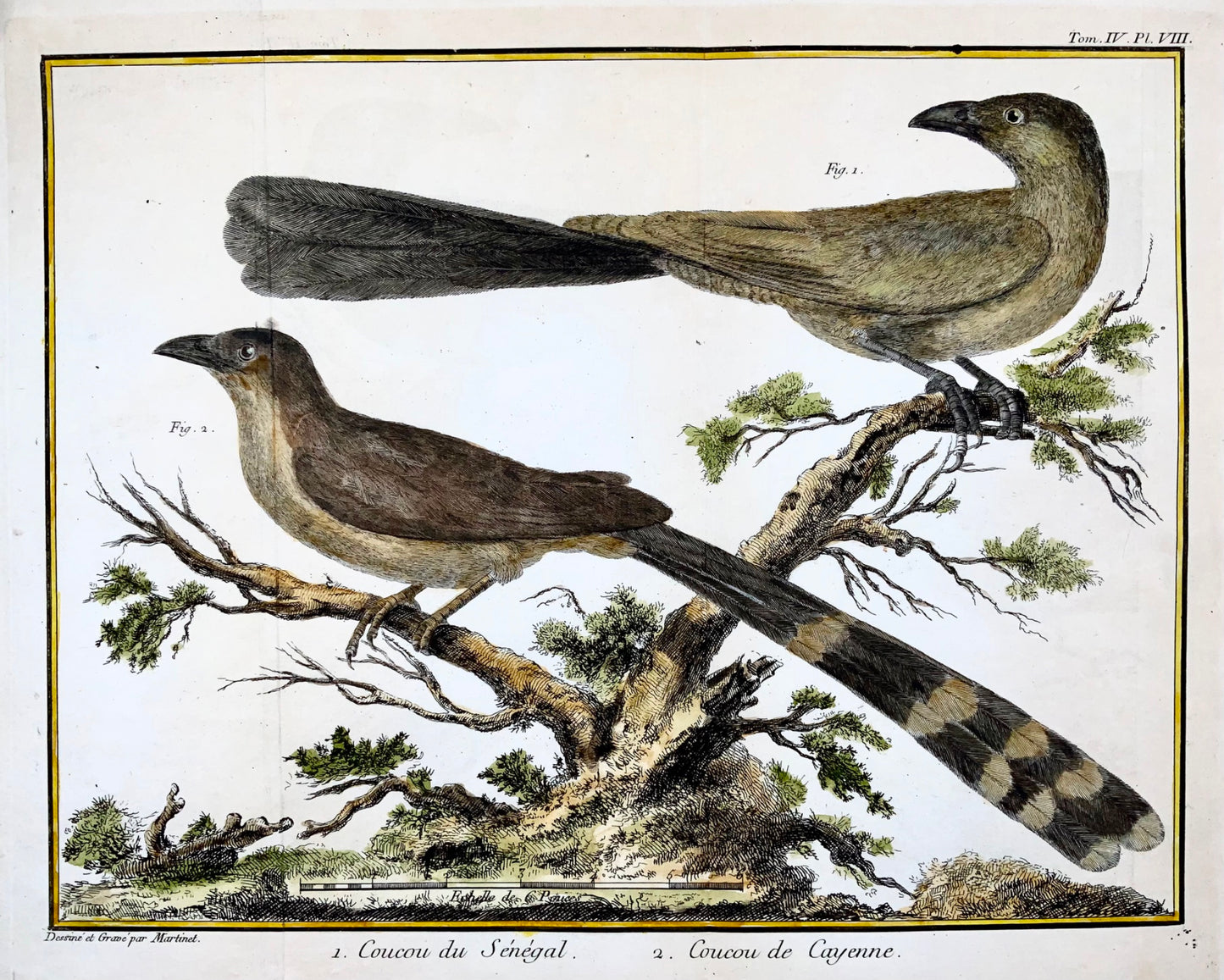 1760 Fr. Nic. Martinet (b1725), exotic cuckoos, ornithology, copper engraving
