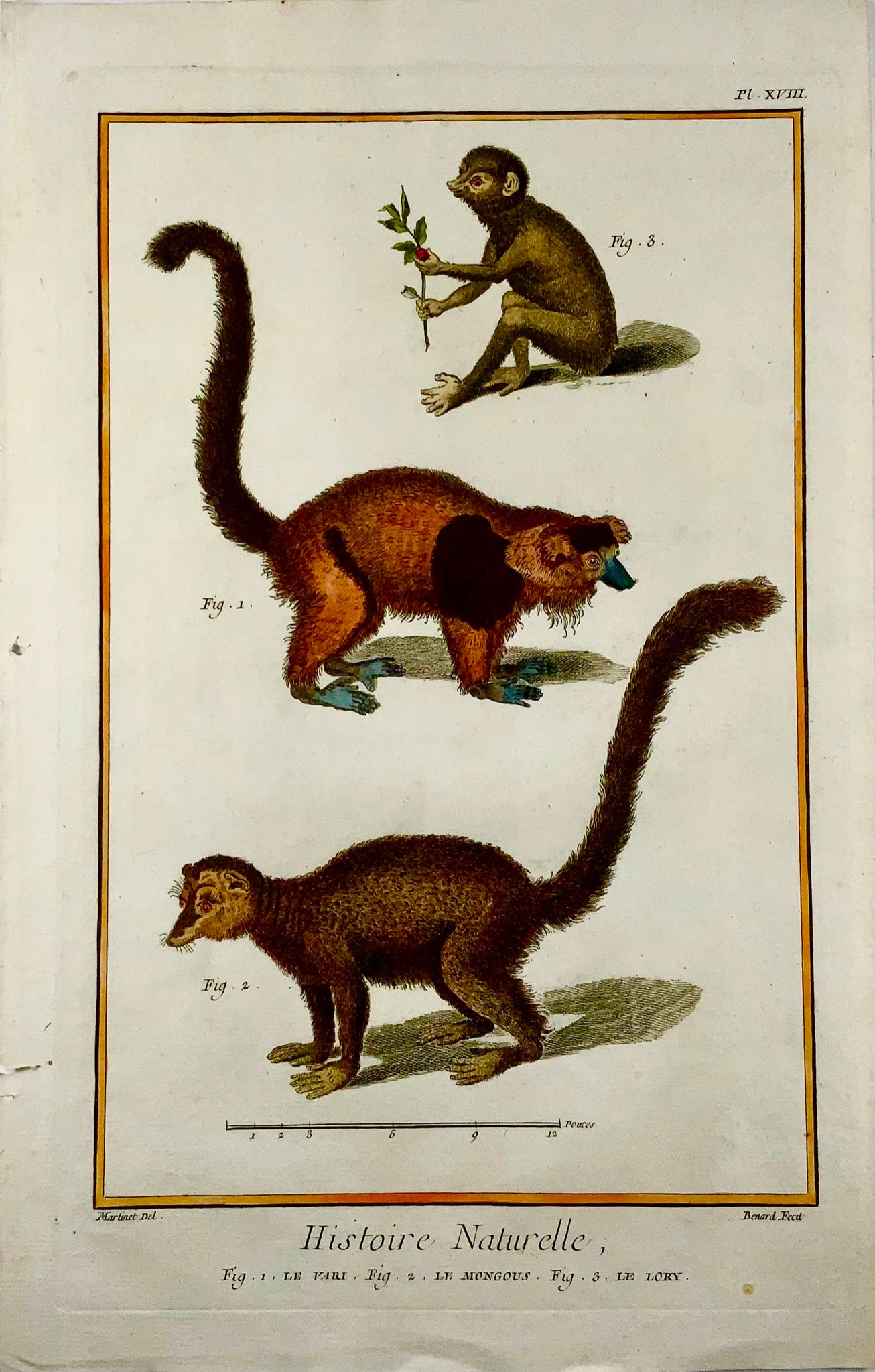 1751 Mangouste, Lori, Martinet, grand folio, couleur main, mammifère